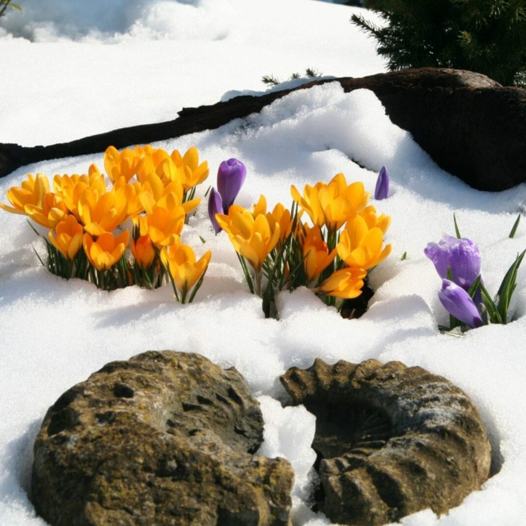 Blumen im Frühling (c)pixabay.com