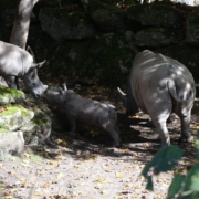 Nashorn Baby Zoo Salzburg