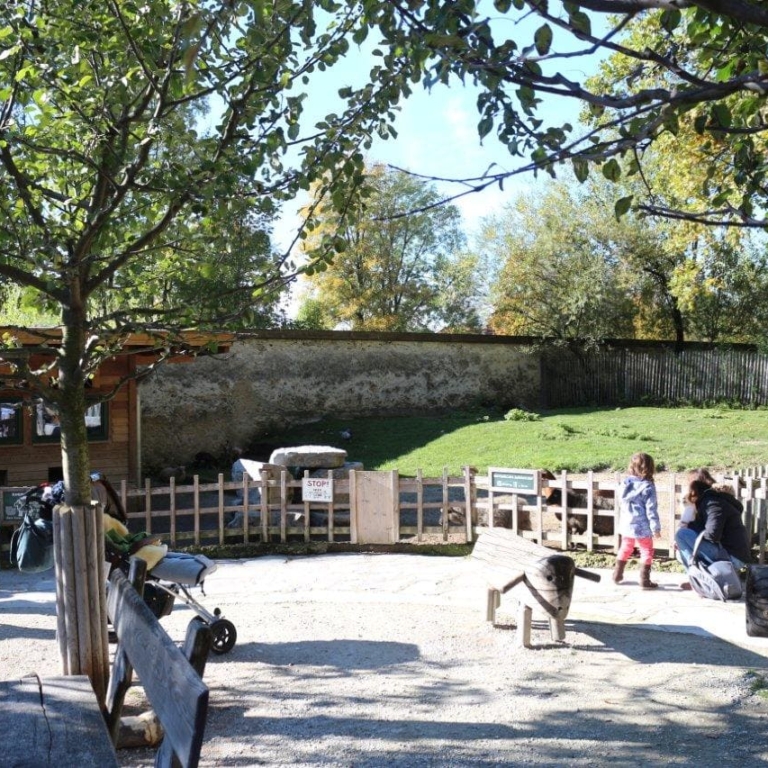 Streichelzoo Zoo Salzburg