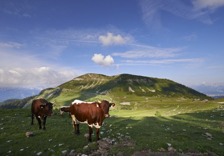 Weidende Kühe auf der Trattbergalm ©TVB St. Koloman