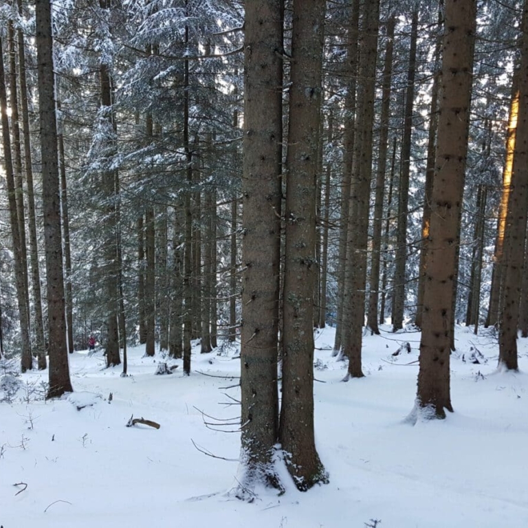 Anstieg durch den Wald, bei genug Schnee möglich @Reif