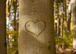 Herz im Baum (c) pixabay.com