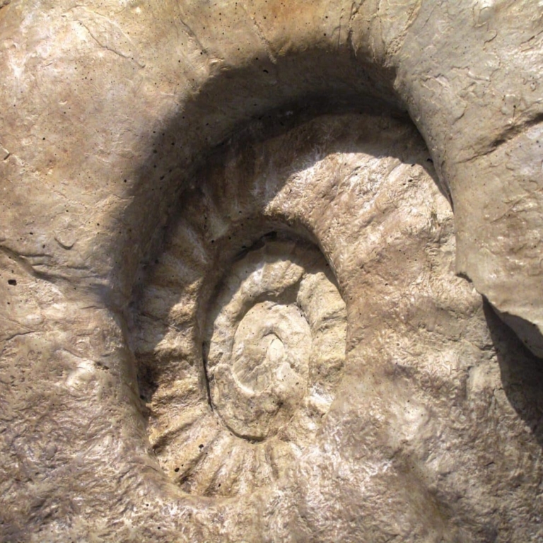 Fossilien im Tennengau © TVB Russbach