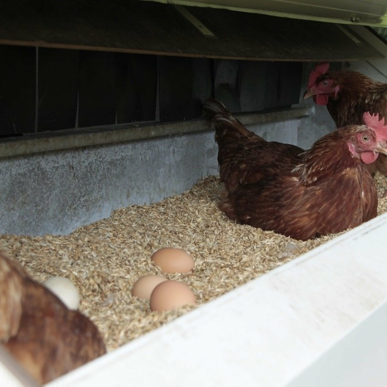 Hühner beim Eierlegen im Gruppennest ©Mayrhofbauer Bad Vigaun