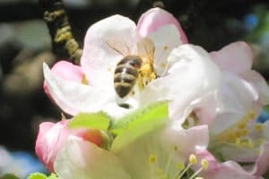 Die Honigbiene vom Tennengau - Bienenkunde aus dem Tennengau
