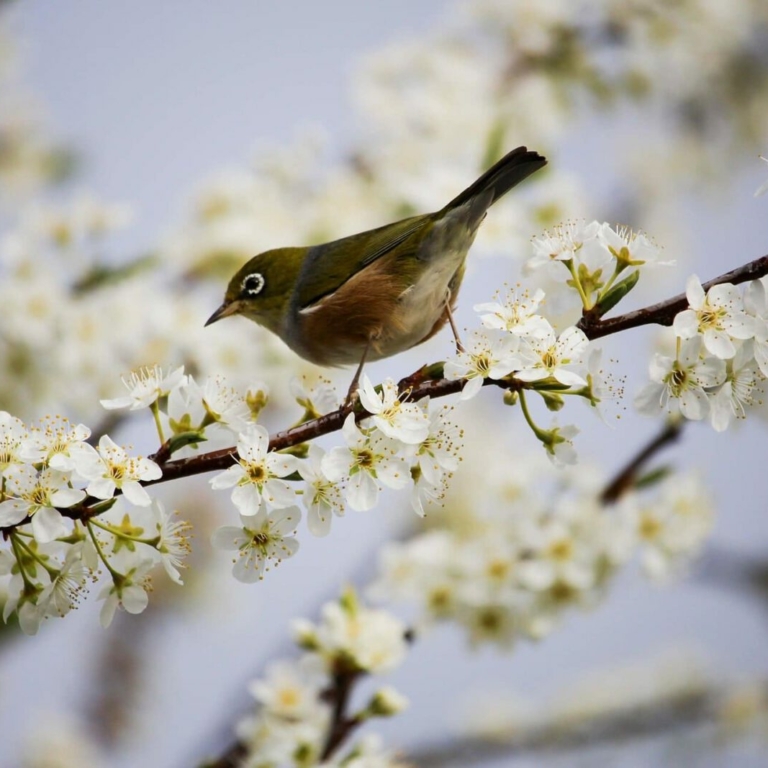 Frühling © Pixabay