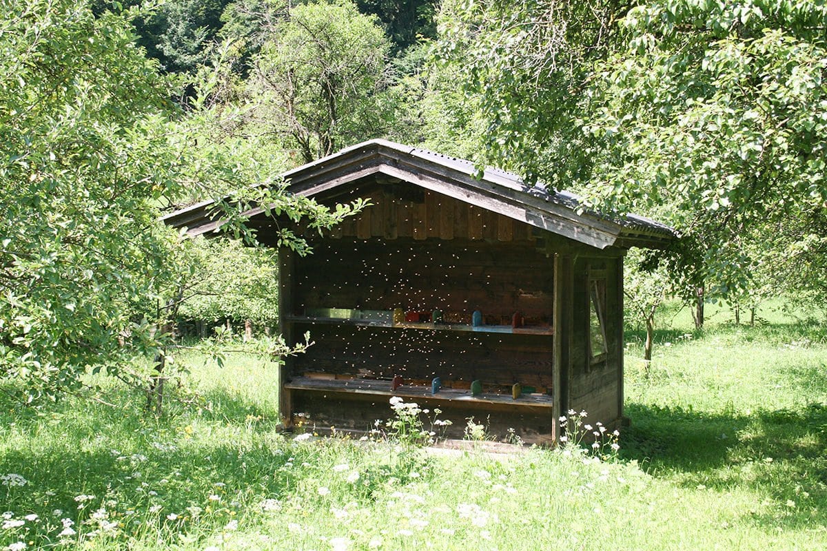 Bienenstock - Bienenkunde aus dem Tennengau