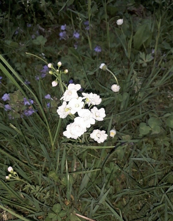 Wiesenschaumkraut Blüte und Blatt©Tourismusverband Bad Vigaun