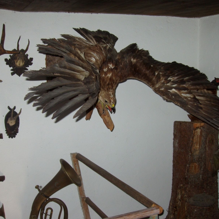 Ausgestopfter Adler im Heimatmuseum Bad Vigaun