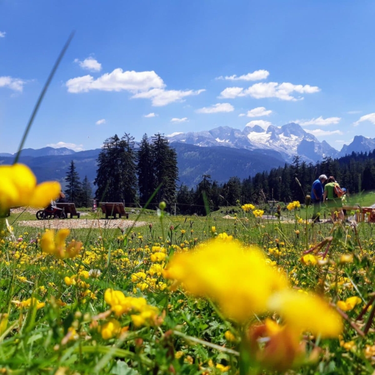 Zahlreiche Alpenblumen findet man am Horn (c)Amanda Rußegger