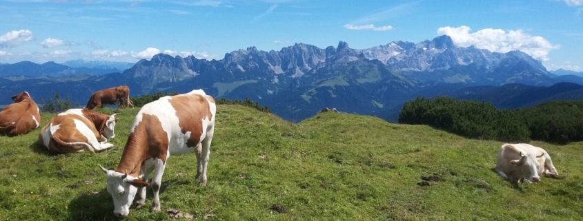 Kühe auf der Alm(c)Martina Gappmaier
