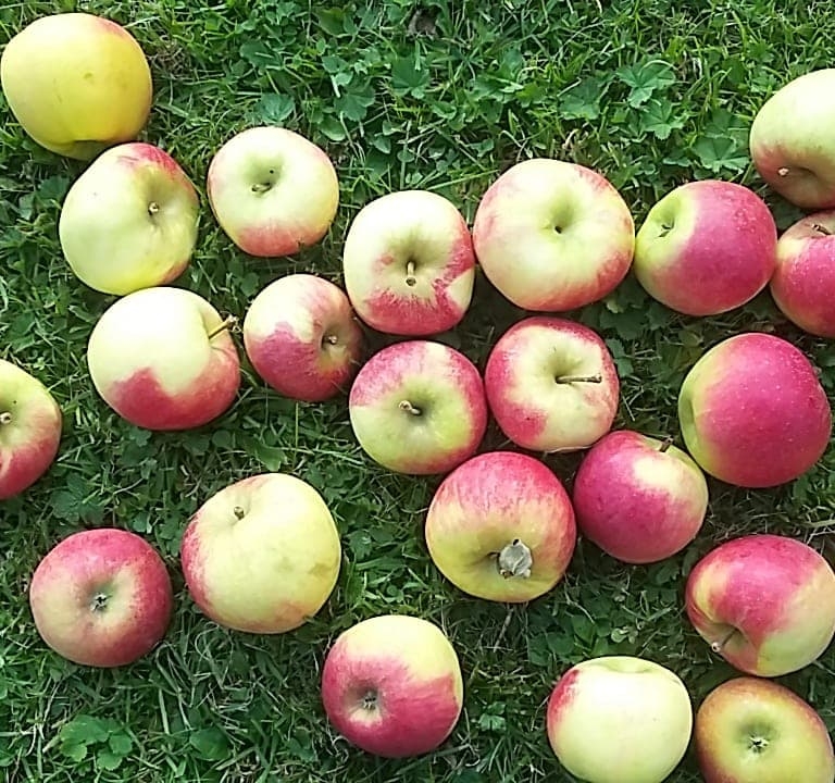 Äpfel auf der Wiese (c)Martina Gappmaier