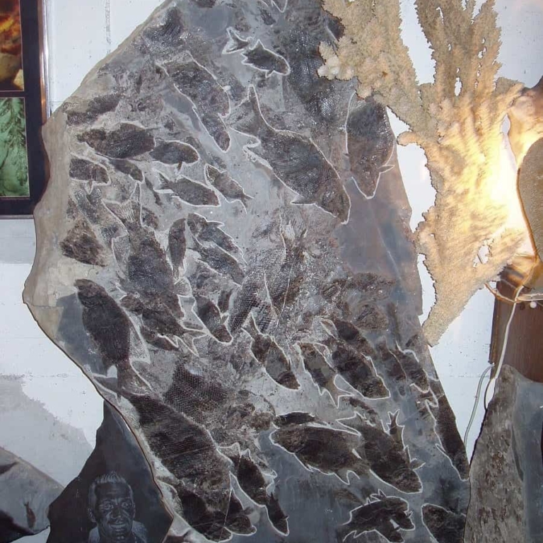 Fossilien im Museum ©Tourismusverband Bad Vigaun