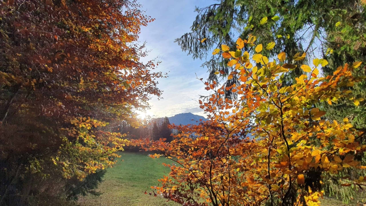 Herbstzeit in Salzburg - Waldspaziergang durch Puch