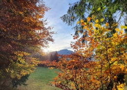 Herbstzeit in Salzburg - Waldspaziergang durch Puch