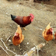 Hahn und seine Hennen am Bauernhof (c)Marcus Franke