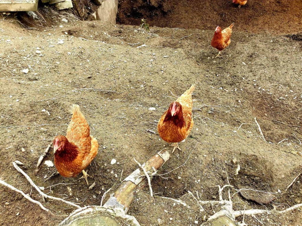 Hühner auf dem Bauernhof (c)Marcus Franke
