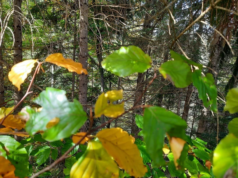 Die Blätter werden bunt©Martina Gappmaier