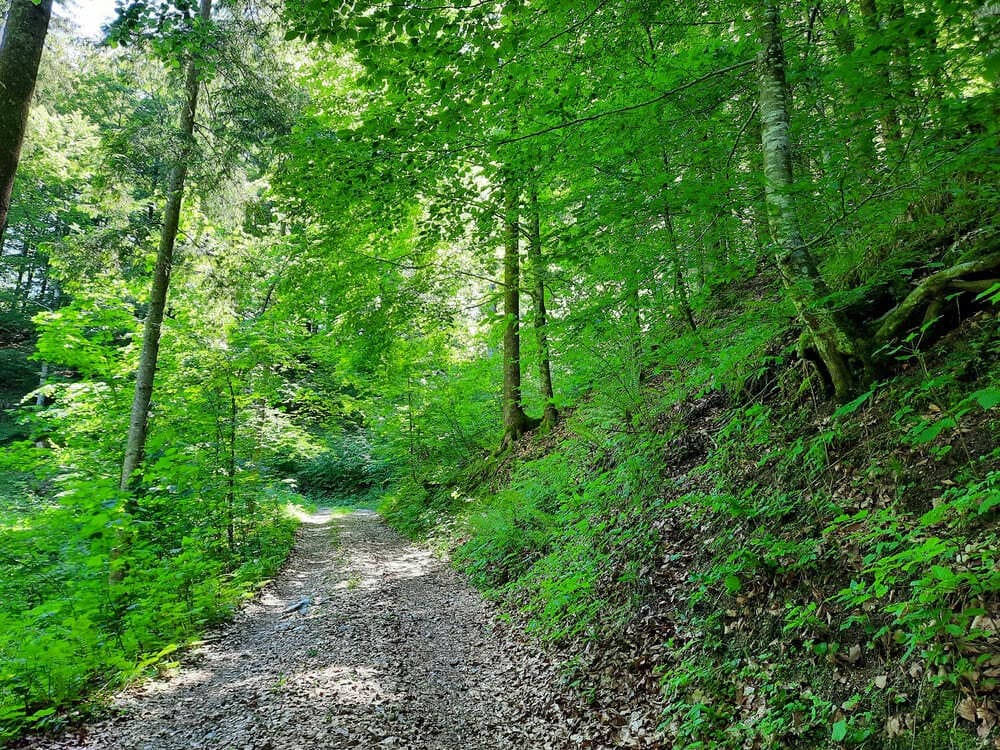 Spaziergang im Wald©Martina Gappmaier