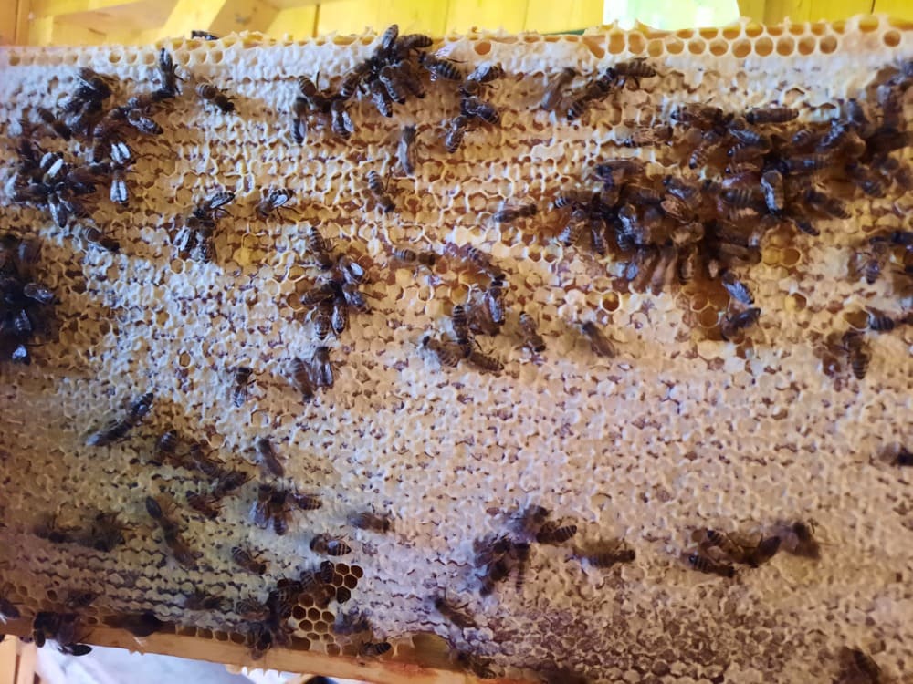 Bienen bei der Arbeit auf einer Wabe ©Martina Gappmaier