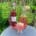 Beitragsbild Eistee-Sirup ©Martina Gappmaier