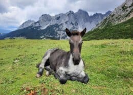 Beitragsbild Weidetiere sind keine Streicheltiere ©Martina Gappmaier