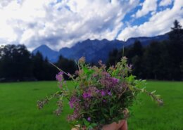 Beitragsbild wilder Thymian ©Martina Gappmaier