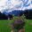 Beitragsbild wilder Thymian ©Martina Gappmaier