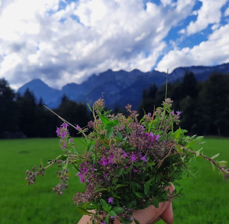 Beitragsbild wilder Thymian ©Martina Gappmaier