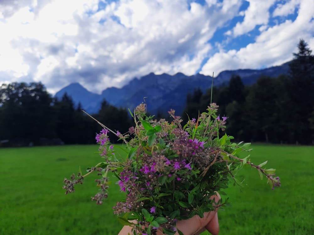 Beitragsbild wilder Thymian ©Martina Gappmaier