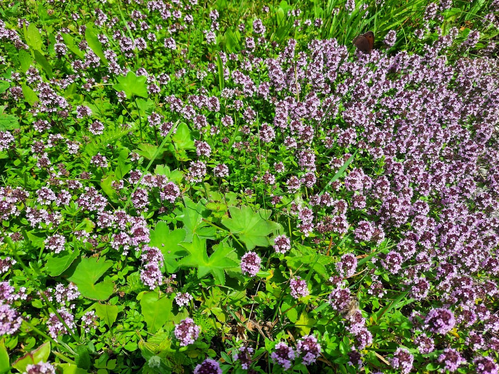 Ein Teppich aus wildem Thymian ©Martina Gappmaier Ein Teppich aus wildem Thymian ©Martina Gappmaier