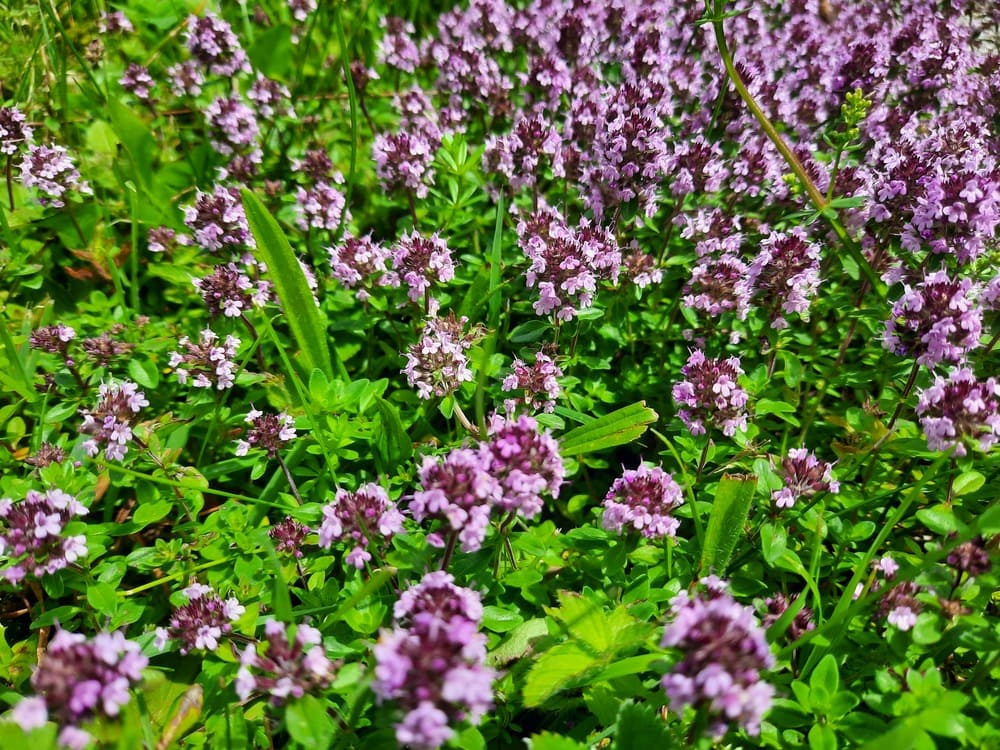 wilder Thymian, ein Geschenk der Natur © Martina Gappmaier wilder Thymian, ein Geschenk der Natur © Martina Gappmaier