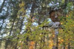 Ein tag im geisterwald | russbach