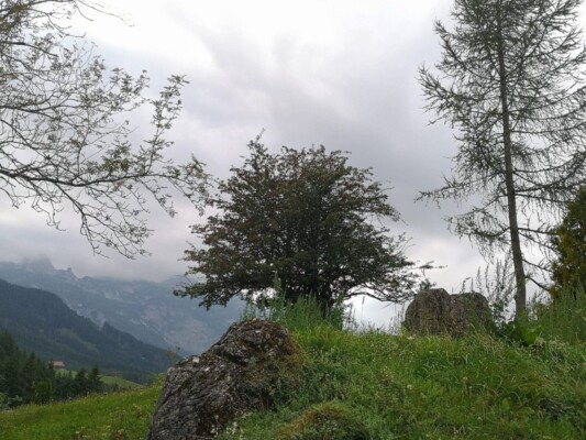 Weißdorn strauch scaled