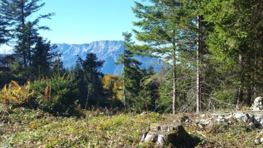 Blick auf den Untersberg von der Schönalm