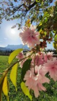 Blick vom Friedhof Puch auf den Untersberg