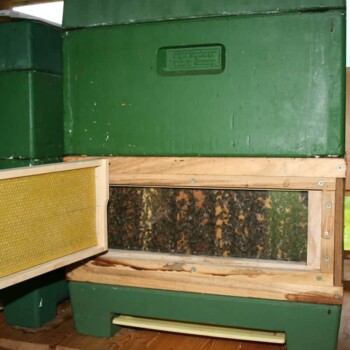 Bienenstock arlerhof