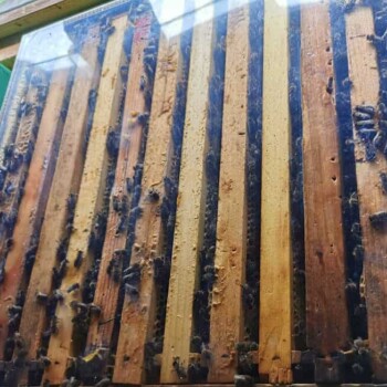 Bienenstockvonoben