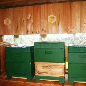 Neuerbienenstock