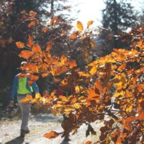 Wandern im herbst